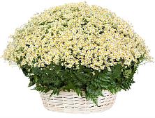 Цветочная композиция из Ромашки в корзине #REPLACE_PRED# Рудне Смоленской области